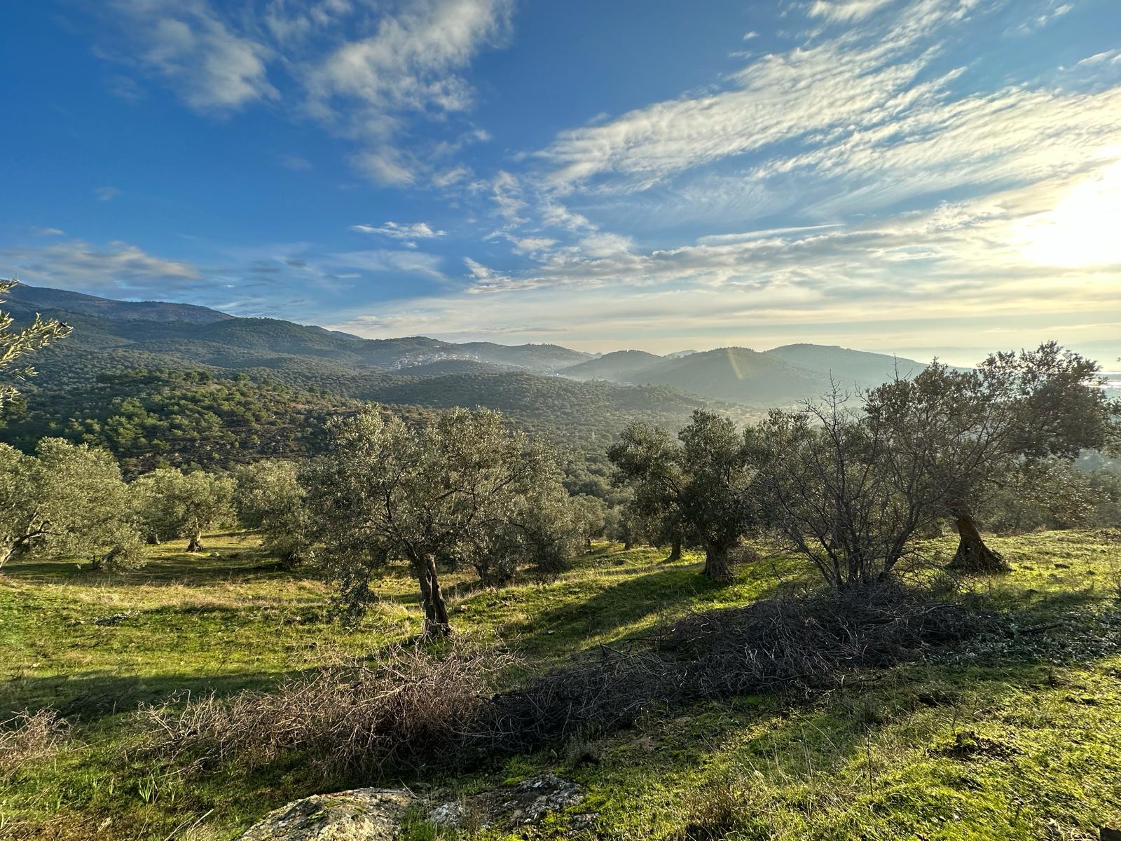 Pergamon's Secret: How Volcanic Soil and Ancient Trees Create Our Award-Winning Olive Oil