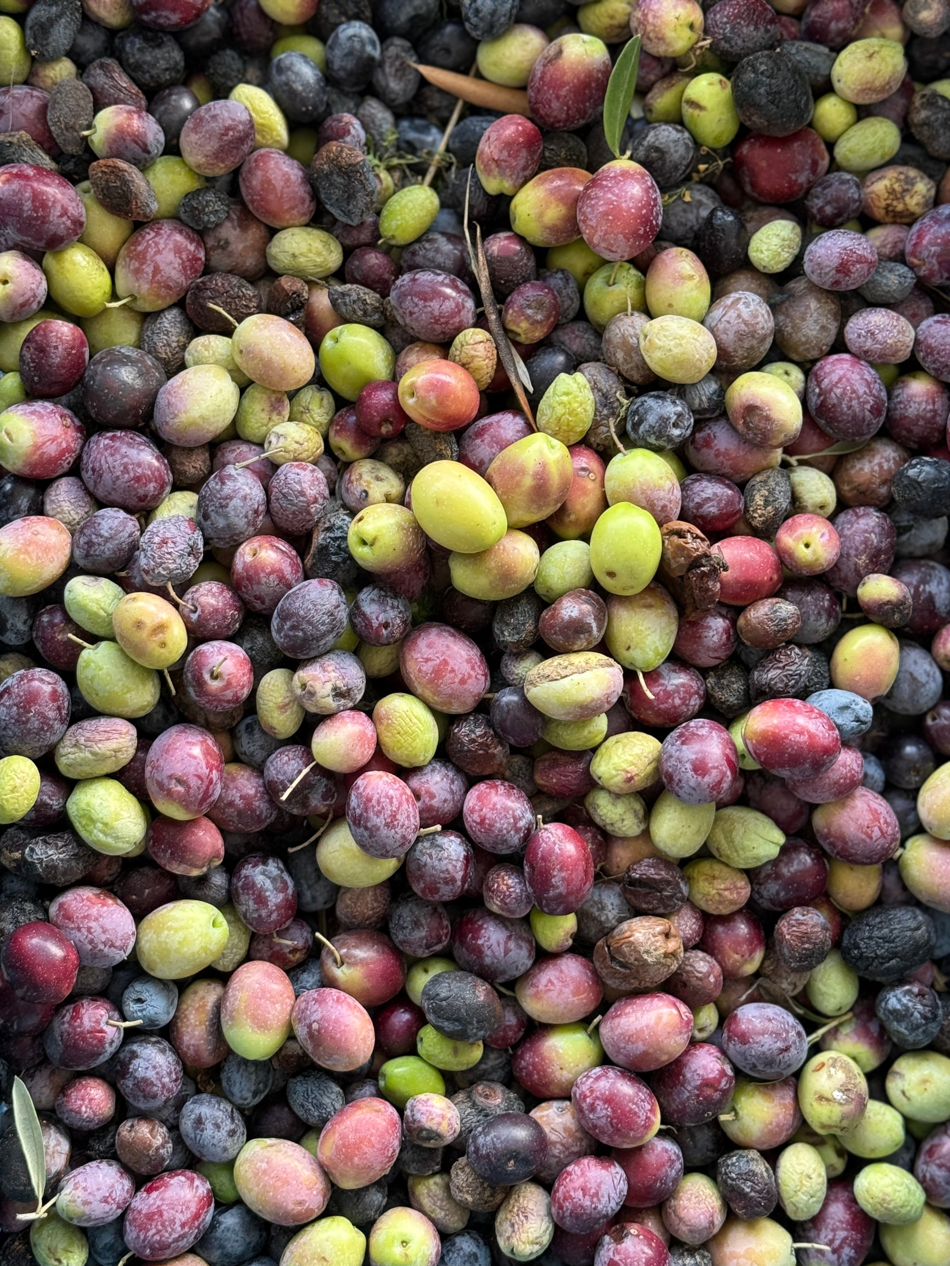 IMG_0936.jpeg__PID:b2de844b-522b-4774-8a6c-4fab5022853a